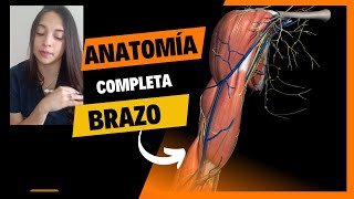 Anatomía de BRAZO [upl. by Rowena789]