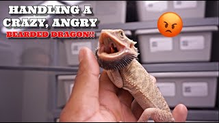 What Its Like Having An Angry Crazy Bearded Dragon Cleaning His Enclosure [upl. by Chladek]