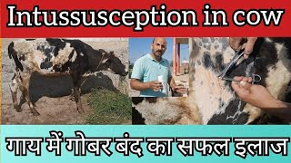 गाय में Intussusception बिमारी का सफल ऑपरेशन  गोबर बंद का इलाज  Impaction  Dr Ashwani Bassan [upl. by Imailiv]