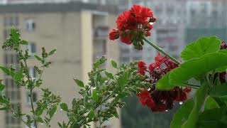 Sound of rain  Geräusch von Regen  le son de la pluie  yağmur sesi  medicamento para dormir [upl. by Strage]