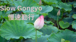 Slow Gongyo to Learn to Chant the Lotus Sutra  Nichiren Daishonin Buddhism  誦 妙法蓮華經 勤行  妙法莲华经 [upl. by Hugo]