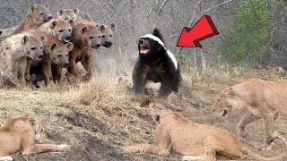 Honey Badger Takes Savagery to a Whole New Level HoneyBadgerUnleashed [upl. by Morell629]