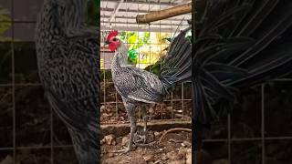 best rooster hennie breeds rooster chickenbreeds chicken [upl. by Rickie]