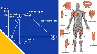 Muscle Mechanics  Prof Walter Herzog [upl. by Sallyanne629]