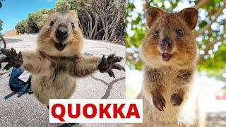 What are Quokka Animals [upl. by Enawtna673]