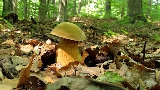 3 dni z życia grzyba  3 Days of Mushrooms Life [upl. by Nnyledam300]