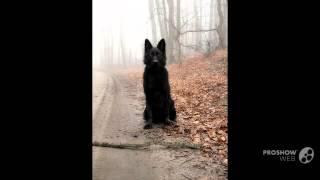 Belgian Shepherd Groenendael Dog breed [upl. by Hamlen28]