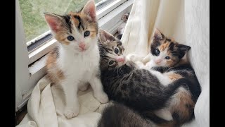 Beautiful and Cute Cat Compilation Newborns kittens mamas cats [upl. by Adnhoj]