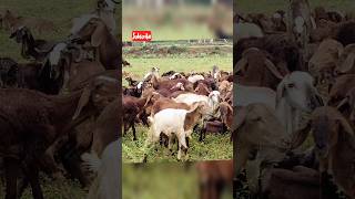 Diarrhoea in sheep amp goat surivet farming lambs kids [upl. by Nolyad290]