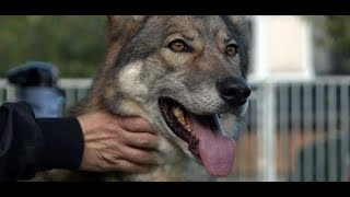 HybridHunde So viel Wolf steckt im Wolfshund [upl. by Queena]