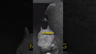 Hilarious dog wakes up neighbor at 4am shortsviral animals funny [upl. by Haridan]