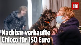 Gestohlener Hund Chicco endlich wieder zurück bei Rentnerin [upl. by Angadreme]