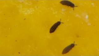 hd macro video of springtails with canon sx1 [upl. by Opal]