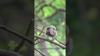 Redvented bulbul preening itself viralvideo trendingshorts [upl. by Maupin]