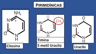 Todo lo que necesitan aprender sobre los nucleótidos [upl. by Hgielyak]