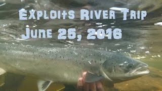 Exploits River Salmon Fishing  June 25th 2016 [upl. by Helman]