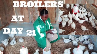 How I feed my broiler chickenpoultry farming at day21 [upl. by Alletsirhc91]