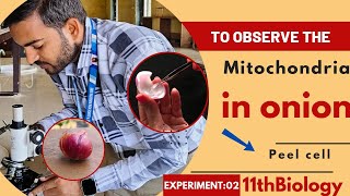 To observe mitochondria in onion peel cell 11thbiologypractical a2zpractical991 [upl. by Herrera362]