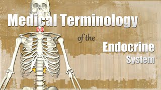 Medical Terminology of the Endocrine System [upl. by Tnilk]