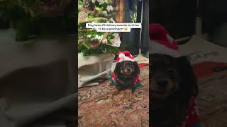 Bear hates his Christmas sweater but always lets mom get a picture 🥰🤣 funnyanimalschristmascute [upl. by Llerreg]