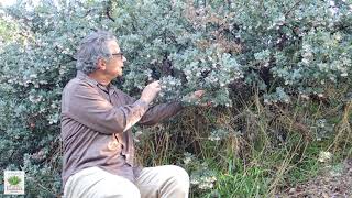 UCRBG California Native Plant Video Series Manzanita [upl. by Nnylyar]