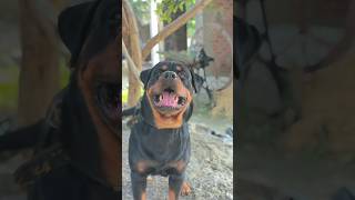 Big Rottweiler dog Rajan Rawat ka dog Rottweiler powerful dog breed Pitbull terrier dog rottweilerl [upl. by Eanyl]