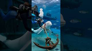 The mother Beluga Whale was trapped and was promptly rescued by humans [upl. by Aniahs]