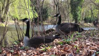 canada goose sounds by ani male [upl. by Canice129]