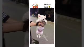 shortsfeed doglover viralvideo vanshbhankerboss trending [upl. by Sillek457]