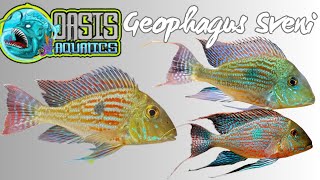 Oasis Aquatics Featured Fish Geophagus Sveni [upl. by Yrocaj]