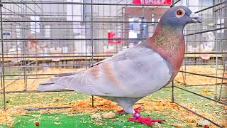 Las Palomas en el Fort Worth Stock Show [upl. by Yenroc]