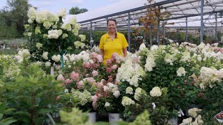 PETITTI Panicle Hydrangeas  Grow For Cut Flowers Pollinators amp Fall Color [upl. by Nallac]