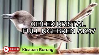 MASTERAN CIBLEK KRISTAL NGEBREN PANJANG [upl. by Oiziruam]