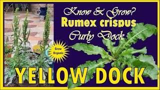 Know and Grow Yellow Dock Curly Dock  Rumex crispus [upl. by Assilanna562]