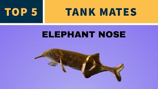 TOP 5 TANK MATES FOR ELEPHANT NOSE FISH [upl. by Stock]