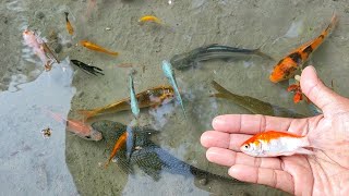 Find Colorful Ornamental fish Gofish Catfishldfish betta  lobster koi fish animals Videos [upl. by Hanonew]