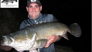 Phronetic Fishing Cold Snap two metre plus murrumbidgee Murray Cod 105cm amp 102cm off the surface [upl. by Wampler]