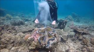 Palawans True Giant Clam Tridacna gigas spawning Philippines [upl. by Janet]