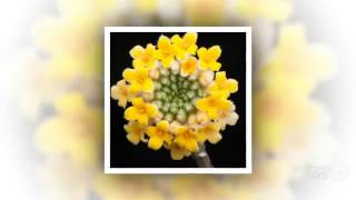 Edgeworthia  garden plants [upl. by Drusus]