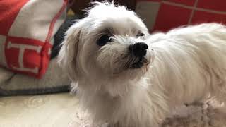 Pulmonary Hypertension causing Tachypnea Maltese Dog Heart Disease  CHF [upl. by Wichern753]