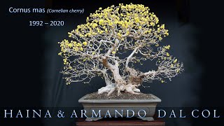 Cornus mas bonsai tree History and Evolution by Haina amp Armando Dal Col [upl. by Rodama]