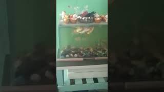 isdangaquariumtanayanspersonalvlog [upl. by Zeta437]