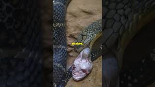 Snakes That Eat Other Snakes [upl. by Imim]