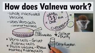 Valneva  How does Valneva work [upl. by Lleze]