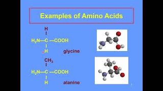 amino acids and polypeptides [upl. by Koch]