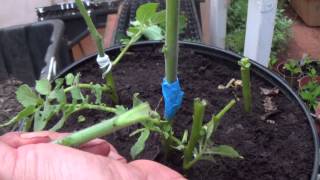 Grafting Tomatos to Potatos [upl. by Sallyanne]