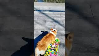 Corgis Exciting Skateboarding MomentsCorgiLove SkateboardingDog FunnyPets DogTraining [upl. by Nasus53]