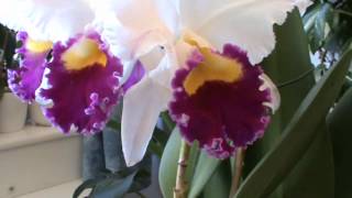 Cattleya  März 2012 [upl. by Wake113]