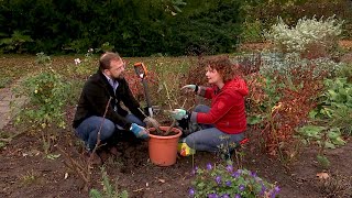 Rosen im Herbst richtig umsetzen  MDR Garten [upl. by Mollee]