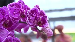 🌸 Orchideen Pflege Leicht Gemacht Expertentipps fürs Pflegen Gießen und Schneiden🌱 [upl. by Aerised291]